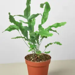 Fern 'Blue Star' — additional view