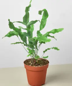 Fern 'Blue Star' — additional view