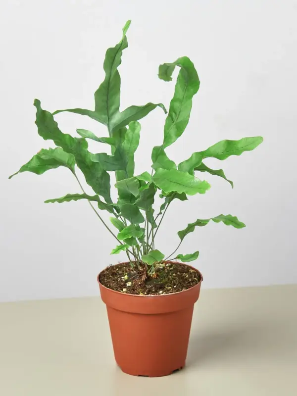 Fern 'Blue Star' — additional view