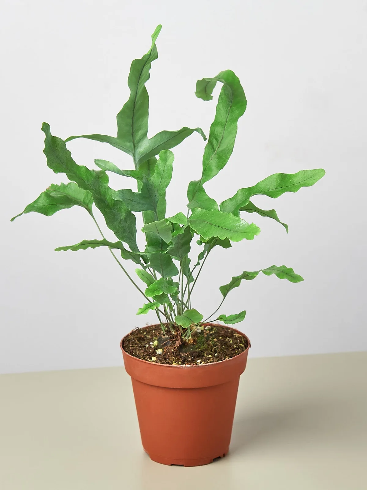 Fern 