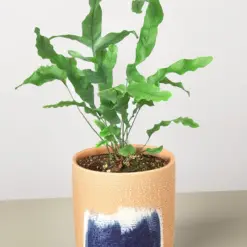 Fern 'Blue Star' — additional view