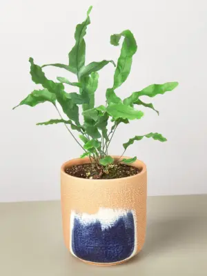 Fern 'Blue Star' — additional view