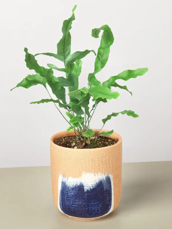 Fern 'Blue Star' — additional view
