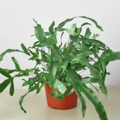 Fern 'Blue Star' — additional view