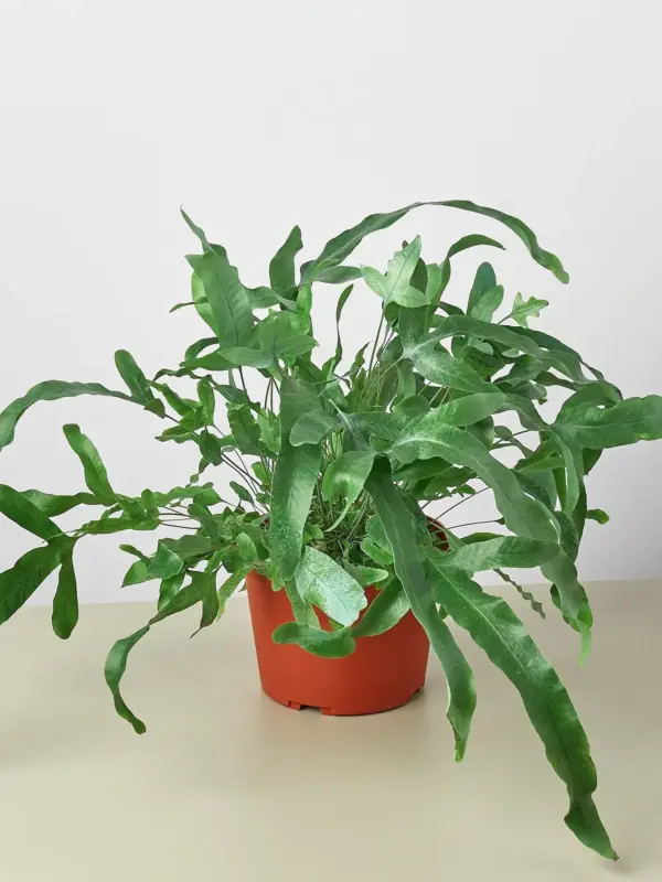 Fern 'Blue Star' — additional view