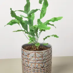 Fern 'Blue Star' — additional view