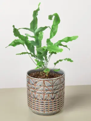 Fern 'Blue Star' — additional view