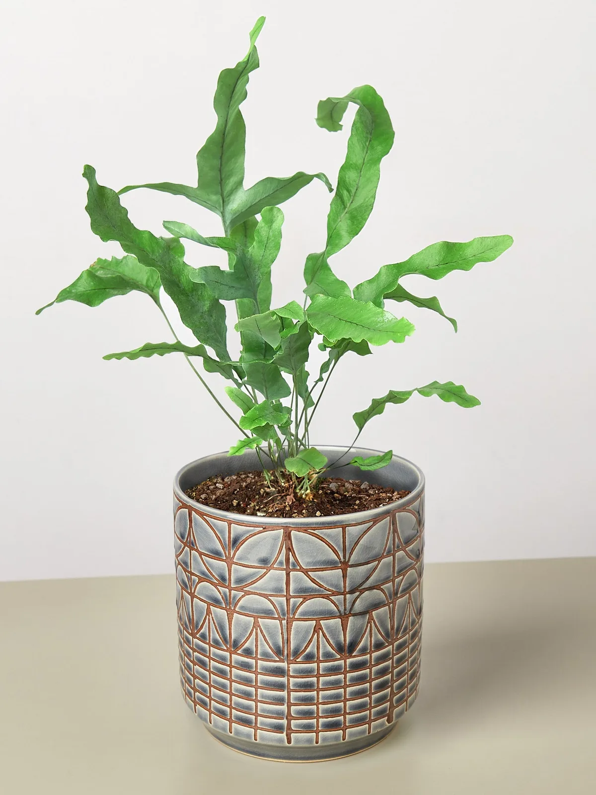 Fern 