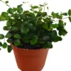 Button Fern houseplant