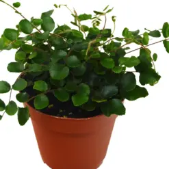 Button Fern houseplant