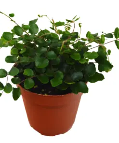 Button Fern houseplant