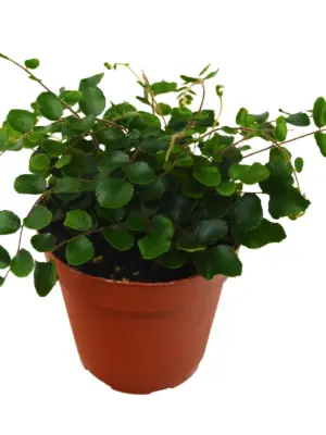 Button Fern houseplant