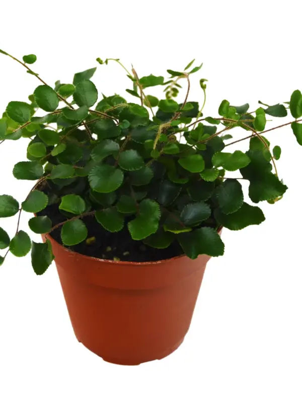 Button Fern houseplant