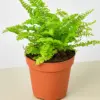 Cotton Candy Fern houseplant