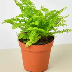 Cotton Candy Fern houseplant