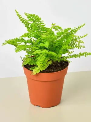 Cotton Candy Fern houseplant