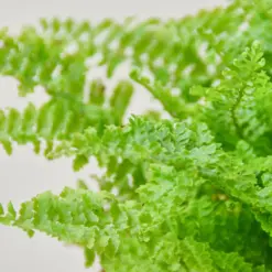 Cotton Candy Fern — additional view
