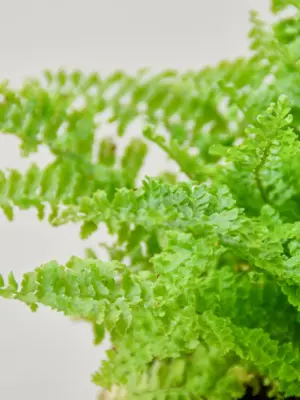 Cotton Candy Fern — additional view