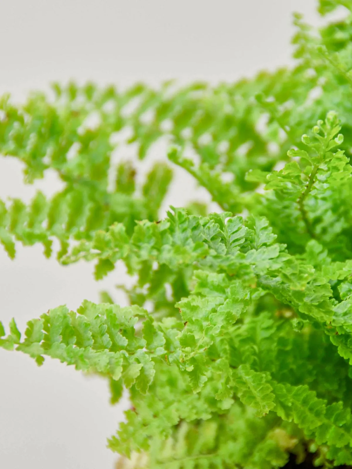 Cotton Candy Fern — additional view