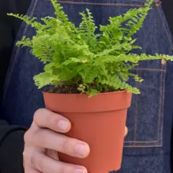Cotton Candy Fern — held in hand for size reference