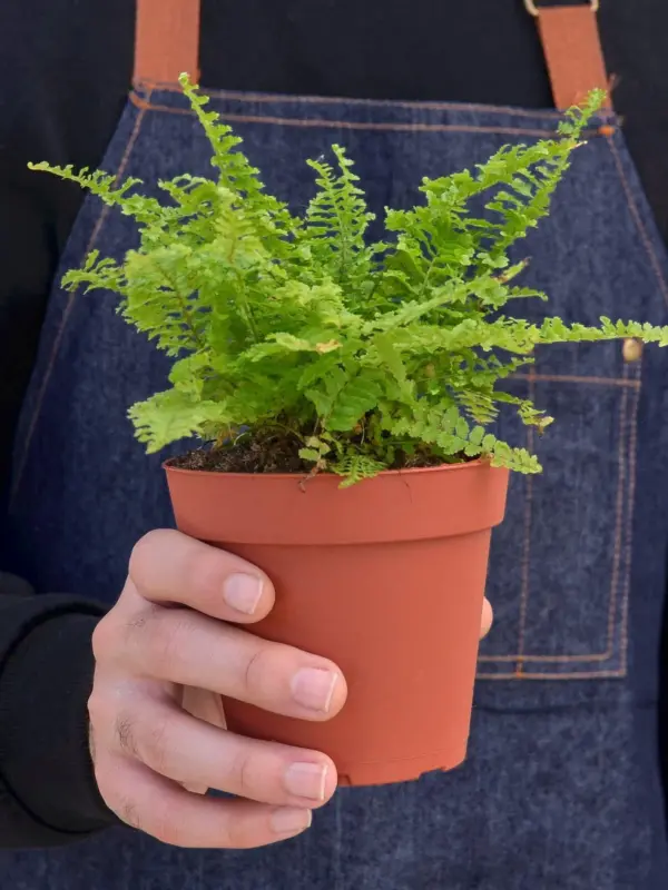 Cotton Candy Fern — held in hand for size reference