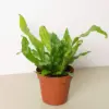 Fern 'Crocodile' houseplant