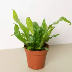 Fern 'Crocodile' houseplant