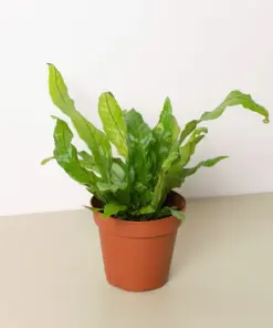 Fern 'Crocodile' houseplant