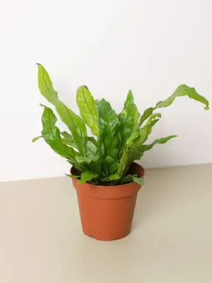 Fern 'Crocodile' houseplant