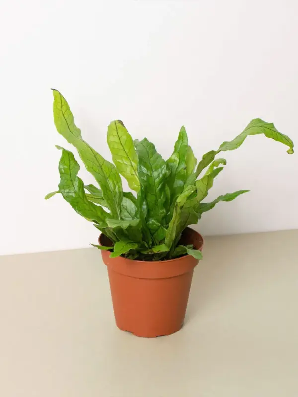 Fern 'Crocodile' houseplant