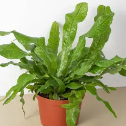 Fern 'Crocodile' — additional view