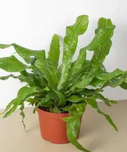 Fern 'Crocodile' — additional view