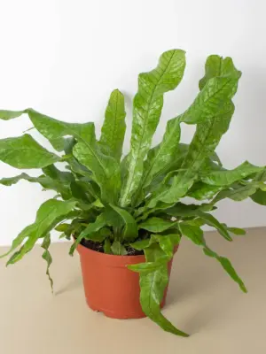 Fern 'Crocodile' — additional view