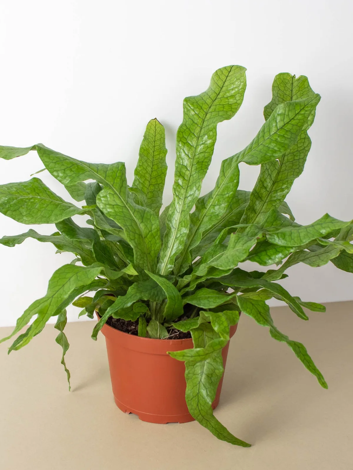 Fern 