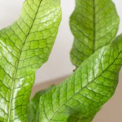 Fern 'Crocodile' — additional view