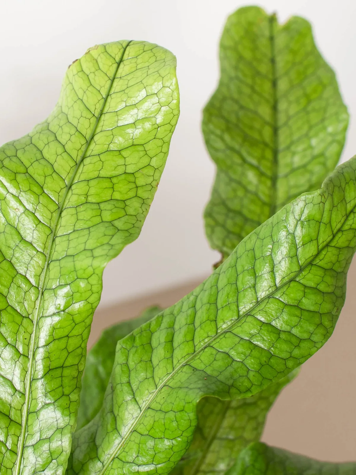Fern 