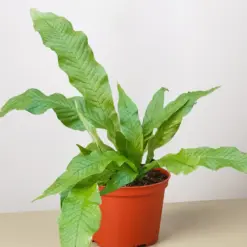 Fern 'Crocodile' — additional view