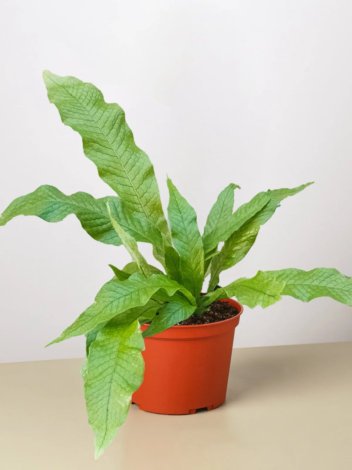 Fern 