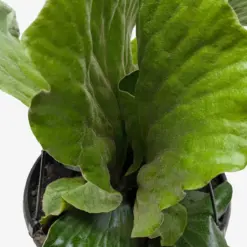 Fern 'Elephant' houseplant