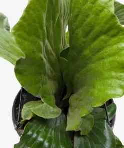 Fern 'Elephant' houseplant