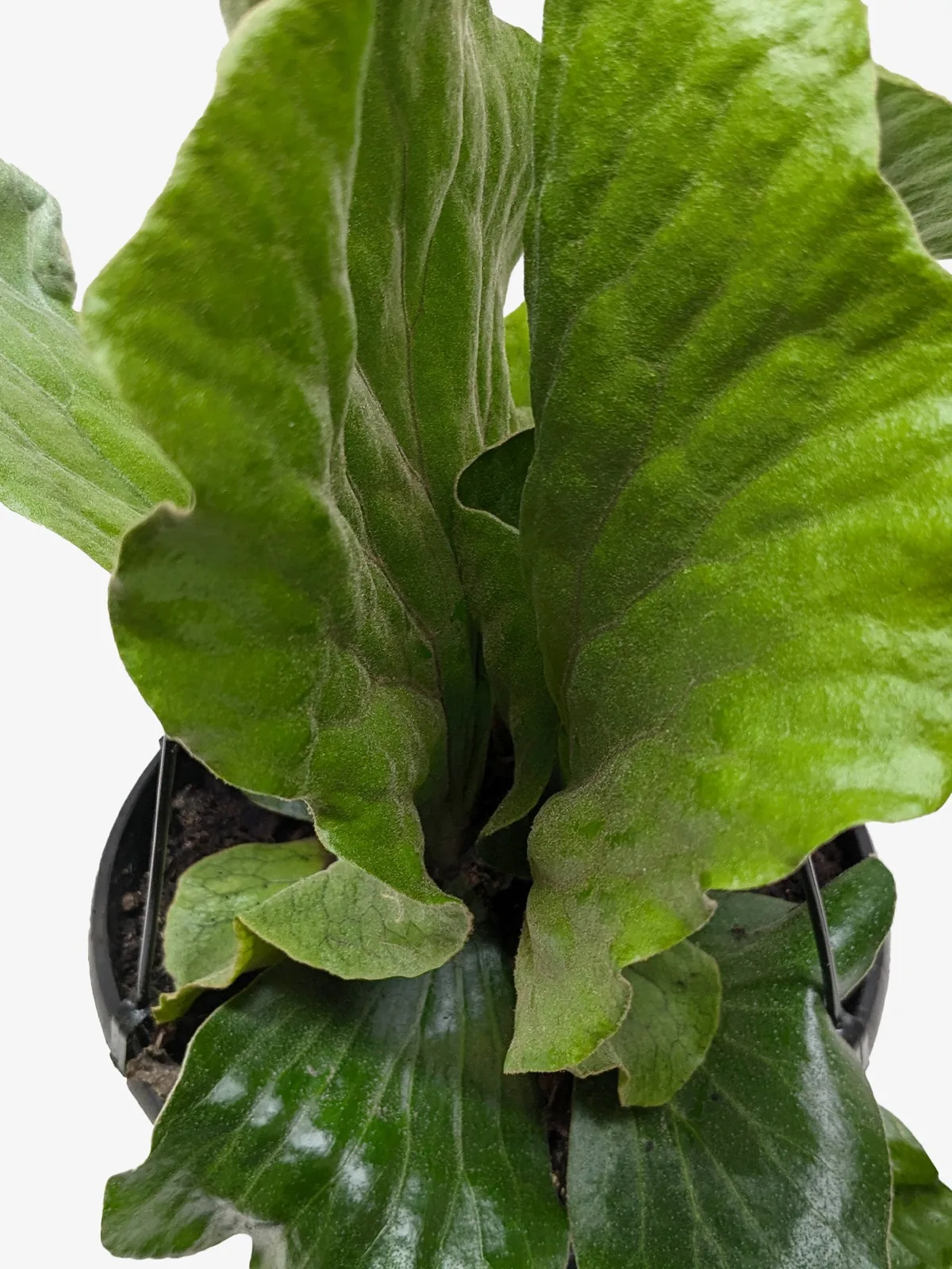 Fern 