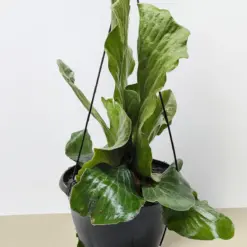 Fern 'Elephant' — additional view