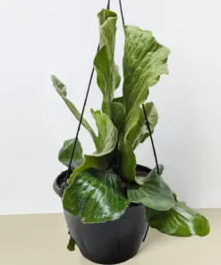 Fern 'Elephant' — additional view