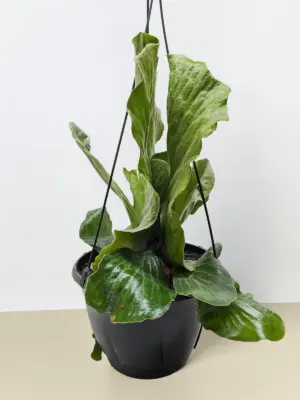 Fern 'Elephant' — additional view