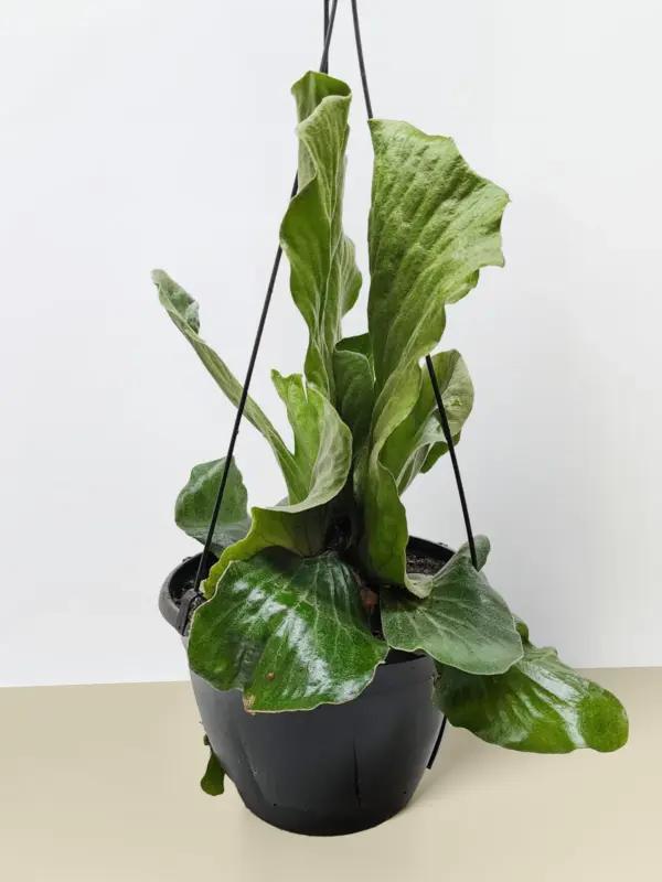 Fern 'Elephant' — additional view