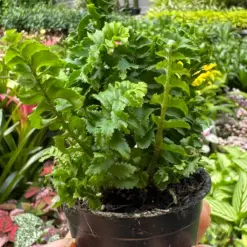 Fern 'Emina' houseplant