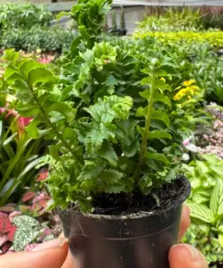 Fern 'Emina' houseplant