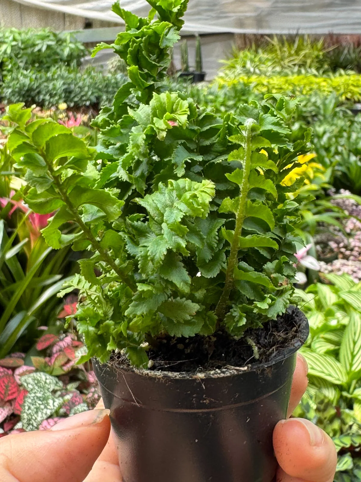 Fern 