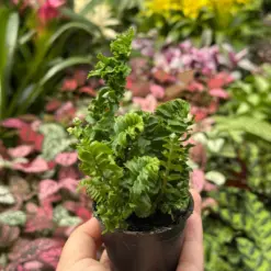 Fern 'Emina' — additional view