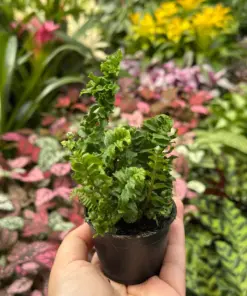 Fern 'Emina' — additional view